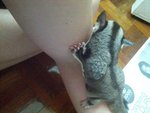 Baby K - Sugar Glider Small & Furry