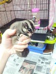 Baby K - Sugar Glider Small & Furry