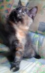 Thena - Persian Cat