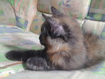 Thena - Persian Cat