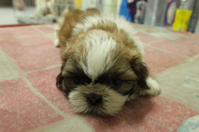 Quality Tiny Cute Shih Tzu - Shih Tzu Dog