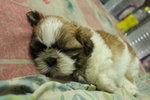 Quality Tiny Cute Shih Tzu - Shih Tzu Dog