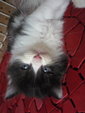 PF55699 - Persian + Ragdoll Cat