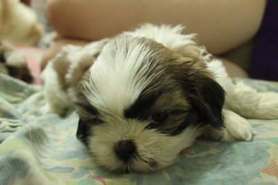 Tiny Sized Shih Tzu - Shih Tzu Dog