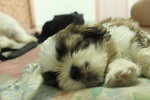 Tiny Sized Shih Tzu - Shih Tzu Dog