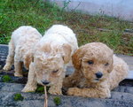 Adorable Toy &amp; Mini Poodle - Poodle Dog