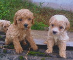 Adorable Toy &amp; Mini Poodle - Poodle Dog