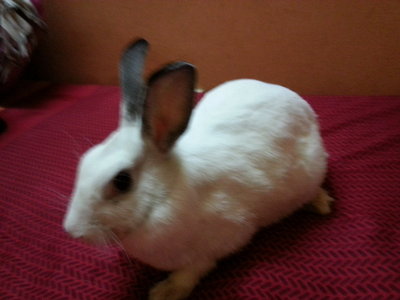 Baby - Angora Rabbit Rabbit