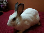 Baby - Angora Rabbit Rabbit