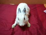 Baby - Angora Rabbit Rabbit