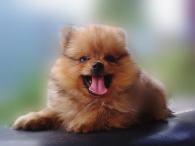 Pom Pom - Pomeranian Dog