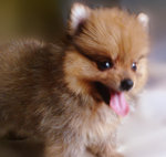 Pom Pom - Pomeranian Dog