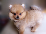 Pom Pom - Pomeranian Dog