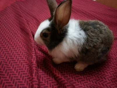 Bunnies - Angora Rabbit Rabbit