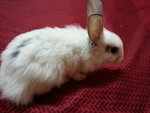 Bunnies - Angora Rabbit Rabbit