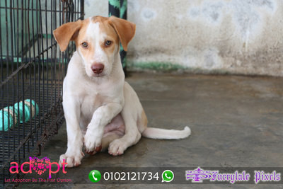 Sunny - Mixed Breed Dog