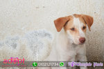 Sunny - Mixed Breed Dog