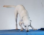 Snowy The Super Girl - Mixed Breed Dog