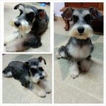 PF55744 - Schnauzer Dog