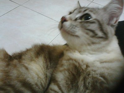 Kelabu - Domestic Medium Hair Cat