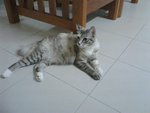 Kelabu - Domestic Medium Hair Cat