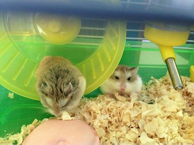 PF55751 - Roborovsky's Hamster Hamster