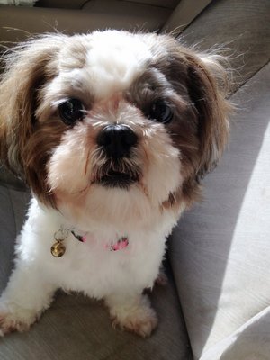 Dodo - Shih Tzu Dog