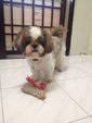 Dodo - Shih Tzu Dog