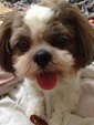 Dodo - Shih Tzu Dog