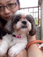 Dodo - Shih Tzu Dog