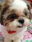 Dodo - Shih Tzu Dog