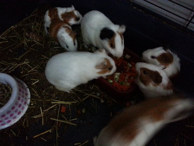 Guinea And Pig :) - Guinea Pig Small & Furry