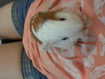 Guinea And Pig :) - Guinea Pig Small & Furry