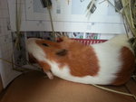 Guinea And Pig :) - Guinea Pig Small & Furry