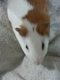 Guinea And Pig :) - Guinea Pig Small & Furry