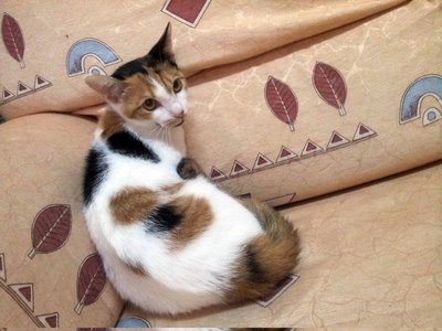 Cici - Calico + Domestic Short Hair Cat