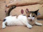 Cici - Calico + Domestic Short Hair Cat