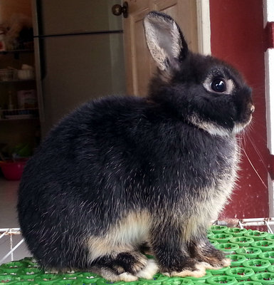 Netherland Dwarf Nd Baby Rabbit 25 - Netherland Dwarf Rabbit