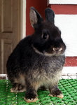 Netherland Dwarf Nd Baby Rabbit 25 - Netherland Dwarf Rabbit