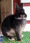 Netherland Dwarf Nd Baby Rabbit 25 - Netherland Dwarf Rabbit