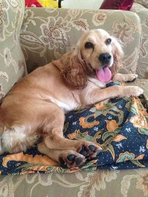 Lady  - Cocker Spaniel Dog