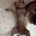 Help Find Lasya In Sri Sinar - Mixed Breed Dog