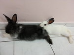 PF55780 - Lionhead + Bunny Rabbit Rabbit