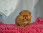 Pomeranian - Pomeranian Dog