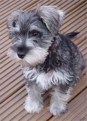 PF55784 - Schnauzer Dog