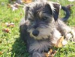 PF55784 - Schnauzer Dog