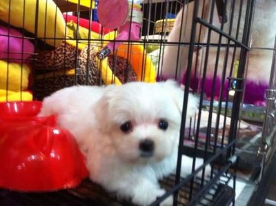 PF55785 - Maltese Dog