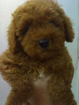 PF55787 - Poodle Dog