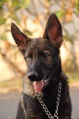 PF55788 - German Shepherd Dog Dog