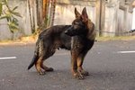 PF55788 - German Shepherd Dog Dog